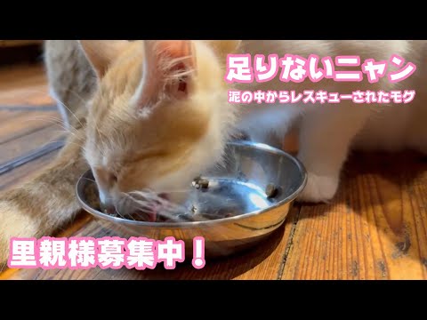 朝ご飯足りないニャン  泥の中からレスキューされたモグ  里親様募集中ですよ～！   2025 08 17 1(YouTube)