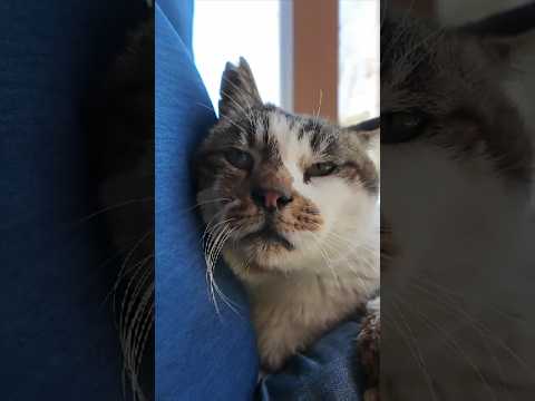 猫島の神社で休憩していたら猫がトコトコ歩いてきて膝の上に乗ってきた(YouTube)