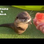 夏バテ中のカワウソにこれをあげたら元気になった　Otters Beat the Heat with Rose-Shaped Fish Popsicles(YouTube)
