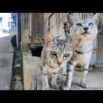 猫島の細い路地の日陰で休むと猫が隣に座ってきた(YouTube)