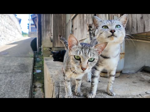 猫島の細い路地の日陰で休むと猫が隣に座ってきた(YouTube)