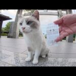 シャム猫ちゃんと一緒に長い階段を登って神社へ参拝に行く(YouTube)