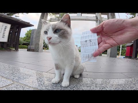 シャム猫ちゃんと一緒に長い階段を登って神社へ参拝に行く(YouTube)