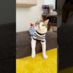 遊んで欲しそうにこちらを見ていた #cats(YouTube)