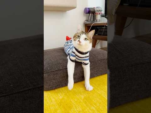 遊んで欲しそうにこちらを見ていた #cats(YouTube)