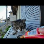 寝たふりか?寝ていたのにちゅーるを出すと飛び起きる猫(YouTube)
