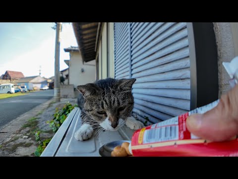 寝たふりか?寝ていたのにちゅーるを出すと飛び起きる猫(YouTube)