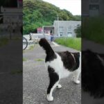 猫「帰さんぞ！」バイク前で謎の圧力をかけてくる猫たちが怖かわいいｗ(YouTube)