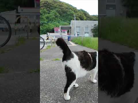 猫「帰さんぞ！」バイク前で謎の圧力をかけてくる猫たちが怖かわいいｗ(YouTube)