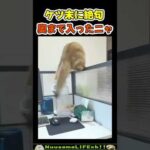 洗っても使いたくねぇw【ネコ】#猫 #cat(YouTube)