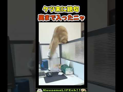 洗っても使いたくねぇw【ネコ】#猫 #cat(YouTube)