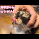 大きな赤ちゃんが仲間入りしました  いらっしゃい！  2025 08 17 2(YouTube)