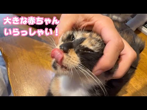 大きな赤ちゃんが仲間入りしました  いらっしゃい！  2025 08 17 2(YouTube)