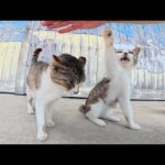 漁港で横一列に並ぶ猫達を順番にモフっていく(YouTube)
