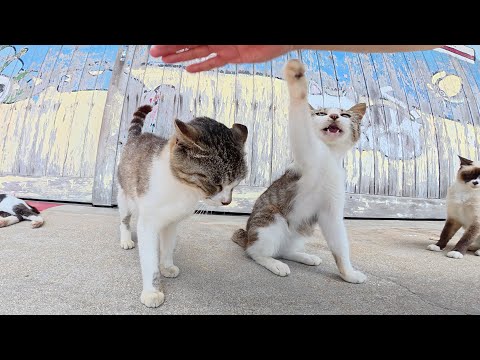 漁港で横一列に並ぶ猫達を順番にモフっていく(YouTube)