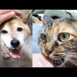 愛情表現も甘え方も全く違う姉妹猫は柴犬が大好き(YouTube)