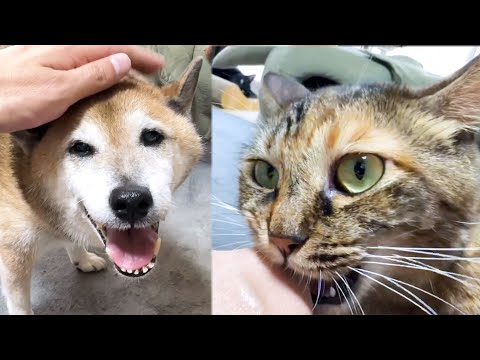 愛情表現も甘え方も全く違う姉妹猫は柴犬が大好き(YouTube)