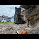 【油断大敵】ちゅーるを前に迷ってた黒猫、キジ白に秒で横取りされる瞬間が切な可愛い件(YouTube)