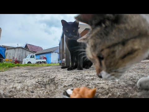 【油断大敵】ちゅーるを前に迷ってた黒猫、キジ白に秒で横取りされる瞬間が切な可愛い件(YouTube)