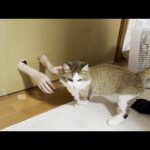 壁の向こうの猫は誰でしょう？クイズで笑かしてくれる息子(YouTube)
