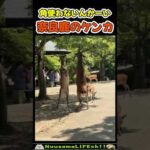 立って喧嘩をする奈良の鹿😂【おもしろ動物】 #funny(YouTube)