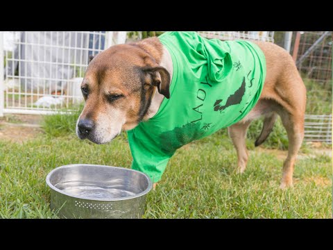 【骨肉腫と戦う保護犬】犬って凄い！(YouTube)
