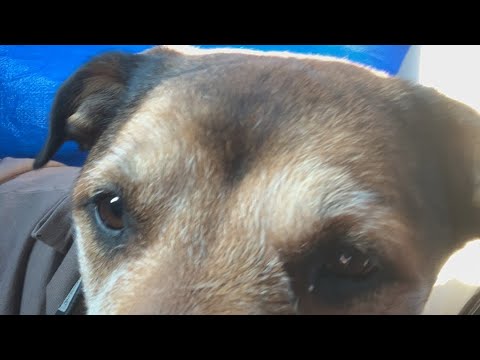 リンちゃん通院の日(YouTube)