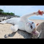 おかっぱ頭の茶シロ猫をモフろうとしたら攻撃された(YouTube)