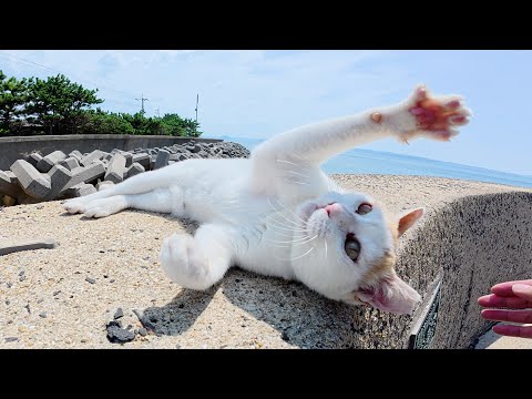 おかっぱ頭の茶シロ猫をモフろうとしたら攻撃された(YouTube)
