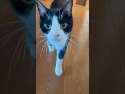 違うのが来たよ(YouTube)
