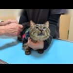 保護した猫を病院に連れて行ったら看護師さんに懐きずきてまさかのこうなっちゃってました…笑(YouTube)