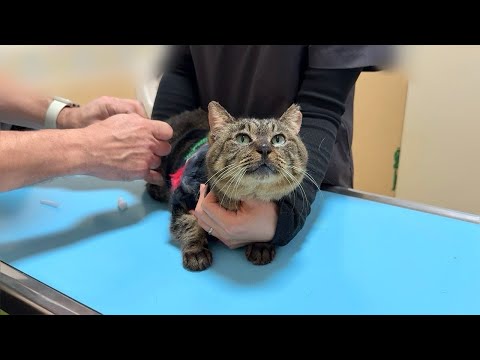 保護した猫を病院に連れて行ったら看護師さんに懐きずきてまさかのこうなっちゃってました…笑(YouTube)