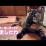 ドヤ顔しないでください  脱走犯   2025 08 03 2(YouTube)
