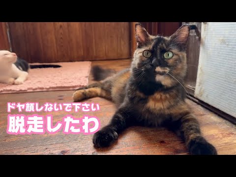 ドヤ顔しないでください  脱走犯   2025 08 03 2(YouTube)