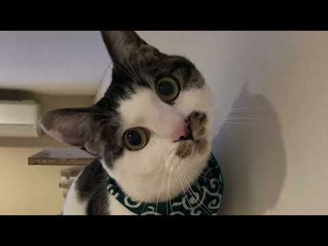 【猫動画】熱中症対策にはニャンコが必要だニャ！〜にゃんともパレード〜#猫動画#猫#441(YouTube)