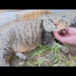 太ったキジトラ猫をモフると、嫉妬深い茶シロ猫がすねてしまった(YouTube)