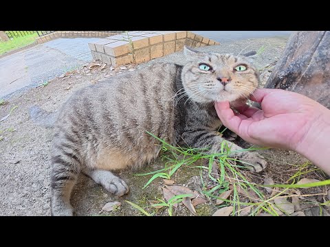 太ったキジトラ猫をモフると、嫉妬深い茶シロ猫がすねてしまった(YouTube)