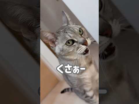 マロちゃんが2連続クサーしましたw #shorts(YouTube)