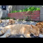 茶トラ猫小学校の生徒たち、放課後は校門前の木陰でゴロゴロ過ごします(YouTube)