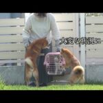 猫が危機的状況に！？心配する中、柴犬の可愛い行動が癒されると話題に。(YouTube)