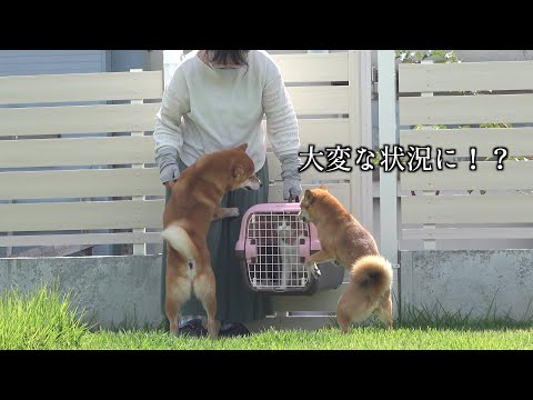 猫が危機的状況に！？心配する中、柴犬の可愛い行動が癒されると話題に。(YouTube)