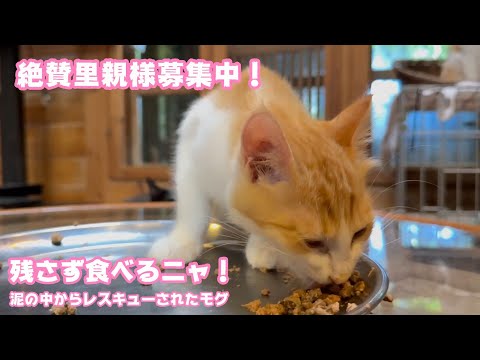 絶賛里親様募集中！ 泥の中からレスキューされたモグ   とってもキレイな子になりました   2025 08 31 2(YouTube)