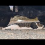 感動猫動画 のライブ配信(YouTube)