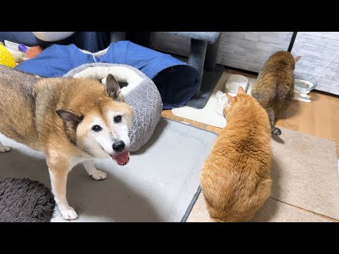 我が家の柴犬と猫は水を飲む時後ろに並びます(笑)(YouTube)