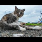 【尊すぎ注意】漁港で座り込む猫にちゅーる献上→デレ顔が破壊力MAXだった件🐾✨(YouTube)