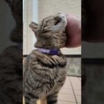 ただ撫でてほしかっただけなのに急にちゅーるを出されて困惑する猫(YouTube)