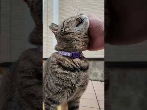 ただ撫でてほしかっただけなのに急にちゅーるを出されて困惑する猫(YouTube)