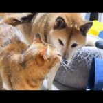 不器用な末っ子猫を気に掛ける柴犬に喜びを隠せない姿が可愛いすぎます(YouTube)