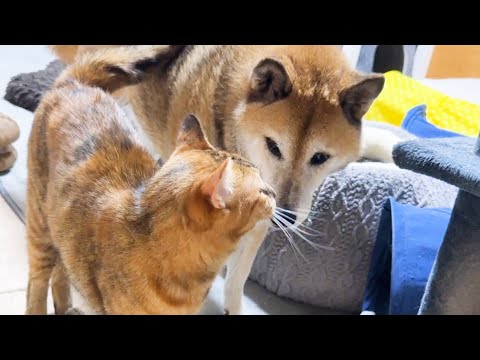不器用な末っ子猫を気に掛ける柴犬に喜びを隠せない姿が可愛いすぎます(YouTube)