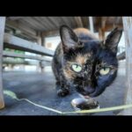 いつも逃げるサビ猫がちゅーるに釣られて恐る恐る出てきた！かわいすぎる瞬間(YouTube)